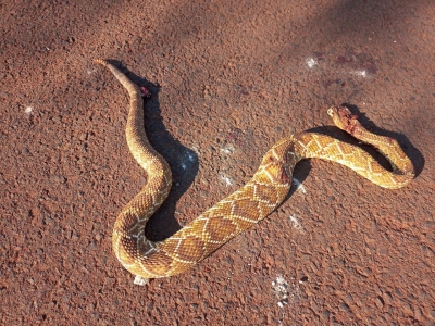 Moradores Encontram Cobra Em Pra A E Reclamam De Abandono Pela