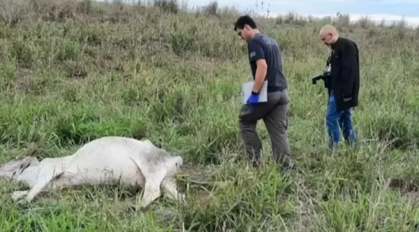 Polícia Ambiental encontra animais mortos e desnutridos em fazenda no interior de SP