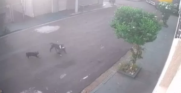 Vídeo: Cães soltos atacam e matam gato em Ourinhos; moradores pedem providências