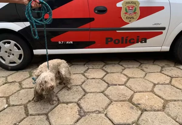 Cão em situação de maus-tratos é resgatado pela Polícia Civil em Avaré