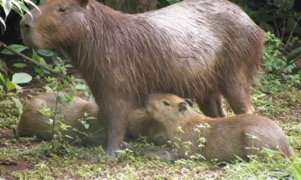 Caçadores ilegais são detidos em Santa Cruz do Rio Pardo; cachorro morreu 