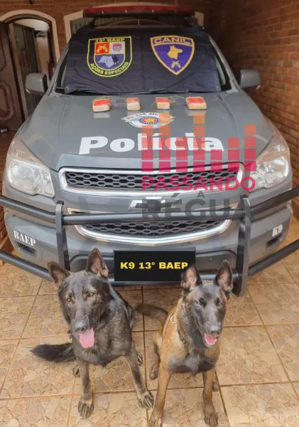 Equipe K9 do 13º BAEP apreende drogas em veículo em Santa Cruz do Rio Pardo