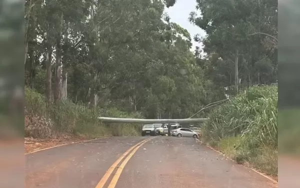 Eucalipto de 30 metros cai e interdita estrada vicinal em Taquarituba