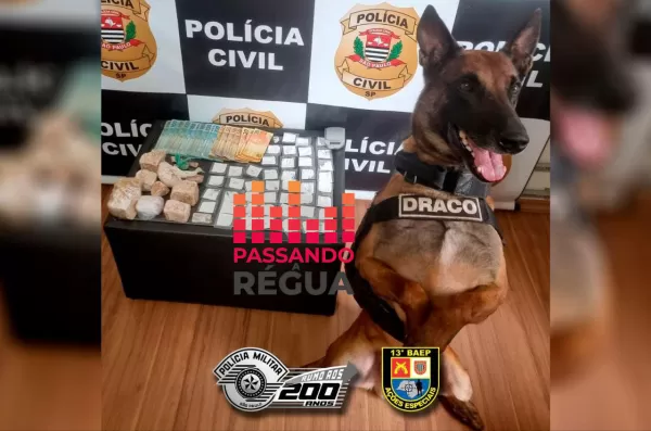 Operação conjunta com apoio de cão farejador resulta em prisão por tráfico de drogas em Santa Cruz do Rio Pardo