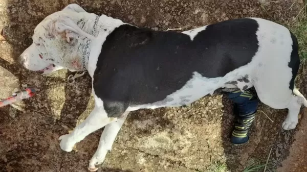 Homem é preso por maus-tratos contra cachorra Pit Bull em Botucatu