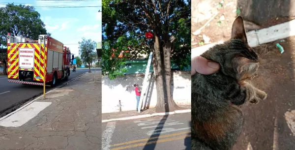 Bombeiros de Ourinhos resgatam filhote de gato preso em árvore há três dias