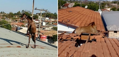 Cavalos sobem em telhado e resgate mobiliza Corpo de Bombeiros na região