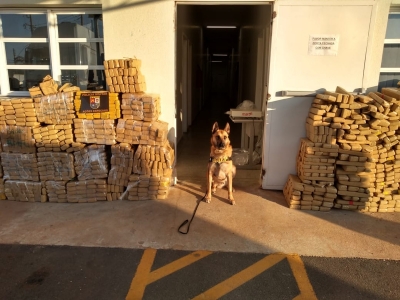 Cão da PM encontra carga de drogas escondida em caminhão na Raposo Tavares