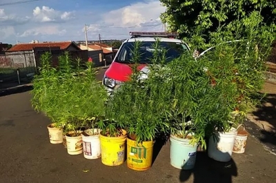 10 pés de maconha são apreendidos em casa no Jardim Itamaraty em Ourinhos 