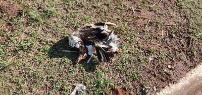 Pato morre no lago do Royal Park em Ourinhos 