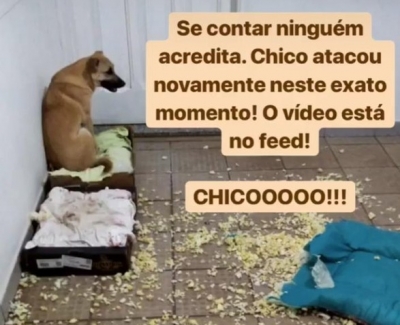 Chico ataca novamente! Dona do "cão demônio" compartilha mais uma destruição de seu filhote