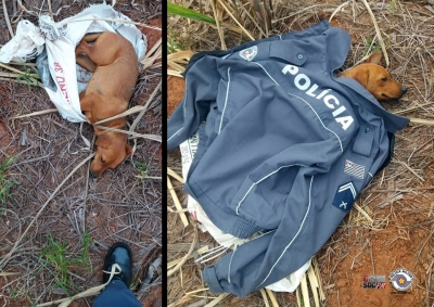 Acolhimento pela PM de cadelinha abandonada na região é destaque na internet 