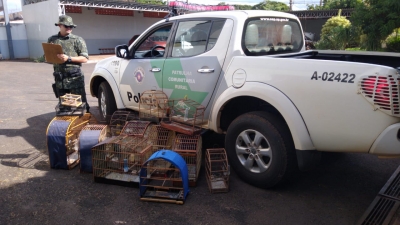 Polícia Ambiental faz apreensão de 12 pássaros silvestres em Santa Cruz do Rio Pardo 