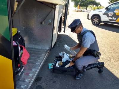 Passageiro de ônibus é flagrado com tabletes de maconha em rodovia de Garça