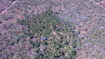 Plantação com 40 mil pés de maconha é encontrada com a ajuda de drone 