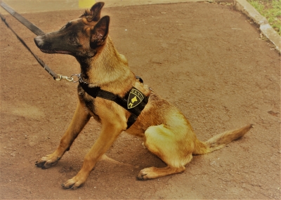 Novo cão policial é apresentado em Ourinhos 