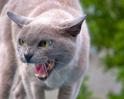 Gata morre de raiva em Ourinhos